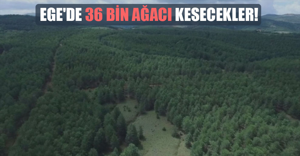 Ege’de 36 bin ağacı kesecekler!